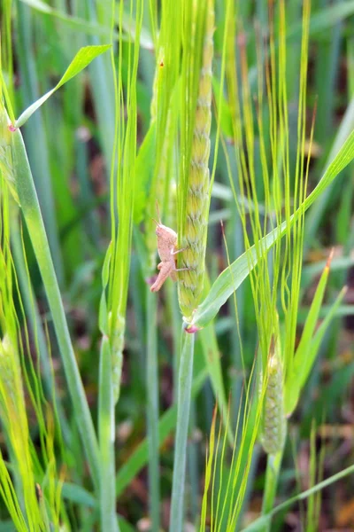 Grasshopper on the grass — Stock Photo, Image