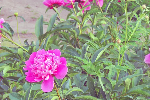 Peonies yakın çekim — Stok fotoğraf