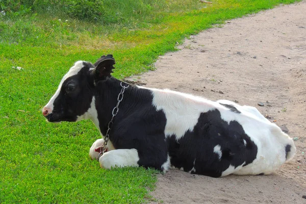 yeşil çim ve akşam gökyüzünde ışık ile inek
