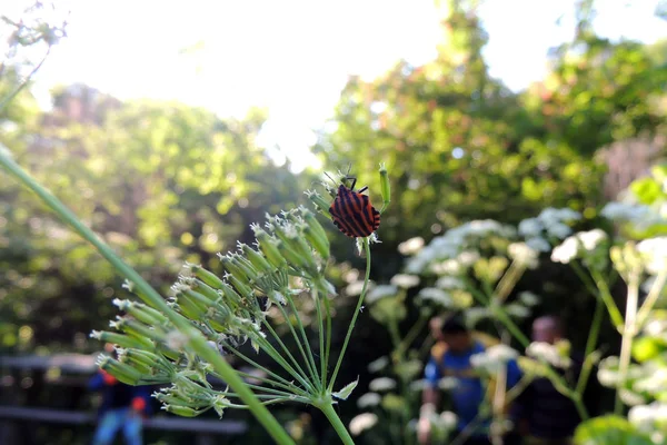 Feuilles d'érable contre le soleil — Photo