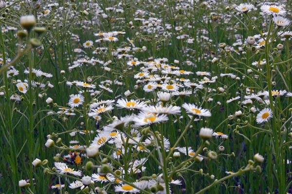 Marguerites sur le terrain — Photo