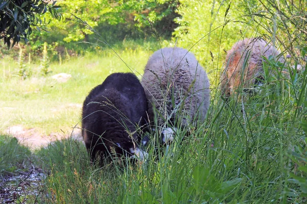 Moutons dans les pâturages — Photo