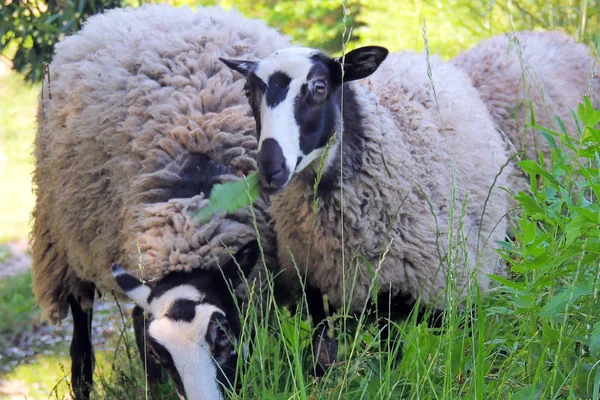 Sheep on pasture — Stock Photo, Image