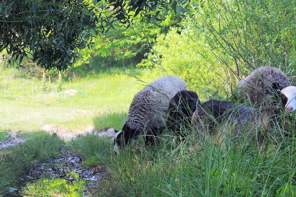 양 떼 목장 — 스톡 사진