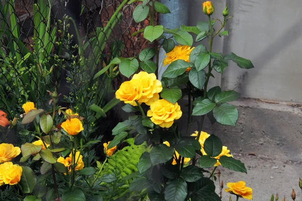Bahçedeki gülleri — Stok fotoğraf