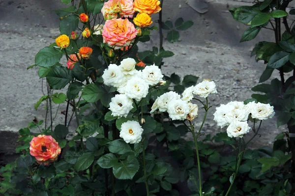 Rosorna i trädgården — Stockfoto