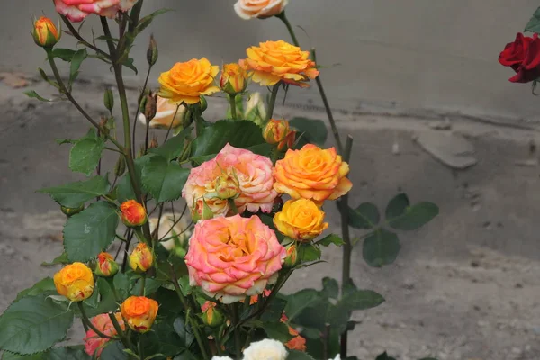 Bahçedeki gülleri — Stok fotoğraf