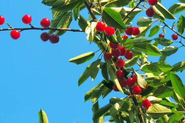 Ağaçtaki kiraz
