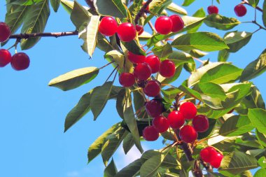 Ağaçtaki kiraz