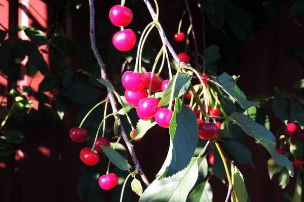 Cerise sur l'arbre — Photo