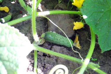 Bahçedeki salatalıklar