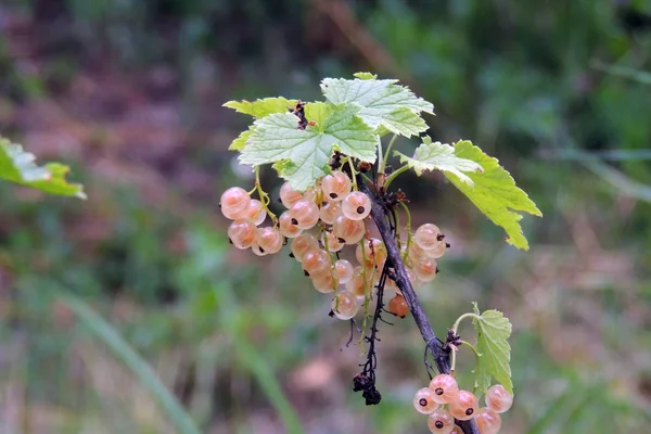 Grosella blanca en un arbusto — Foto de Stock