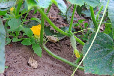 Bahçedeki salatalıklar