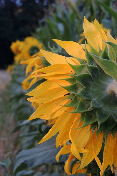 Tournesol dans le champ — Photo