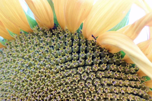 Sonnenblume im Feld — Stockfoto