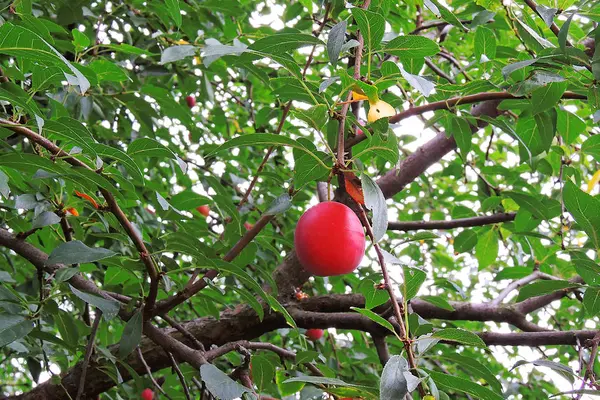 Cherry plum σχετικά με το δέντρο — Φωτογραφία Αρχείου