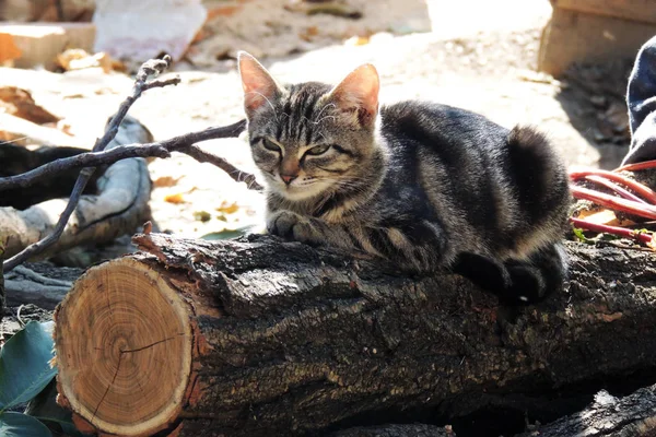 Cat and dog — Stock Photo, Image