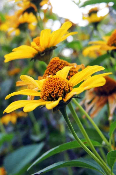 Las flores en el campo —  Fotos de Stock