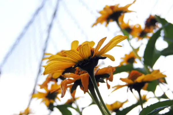 Las flores en el campo —  Fotos de Stock