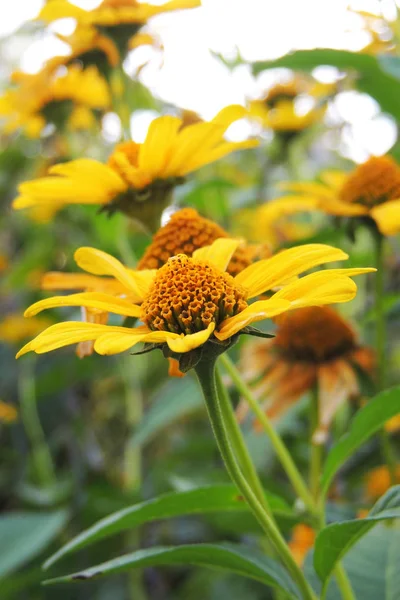 Las flores en el campo —  Fotos de Stock