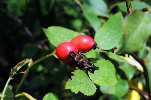 Rosa canina su un ramo — Foto Stock