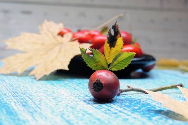 Olgun kalça güller 