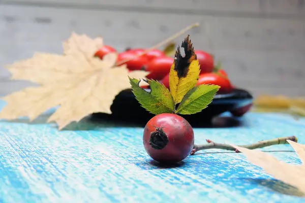 Olgun kalça güller 