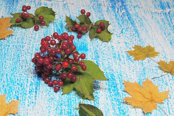 Kartopu sarı yaprakları ile sonbahar demet