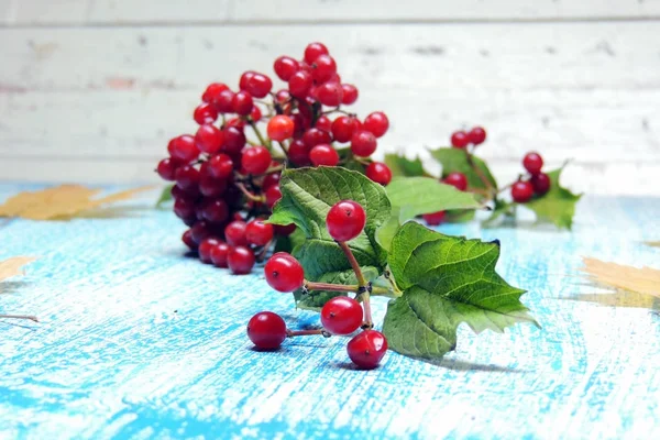 Kartopu sarı yaprakları ile sonbahar demet