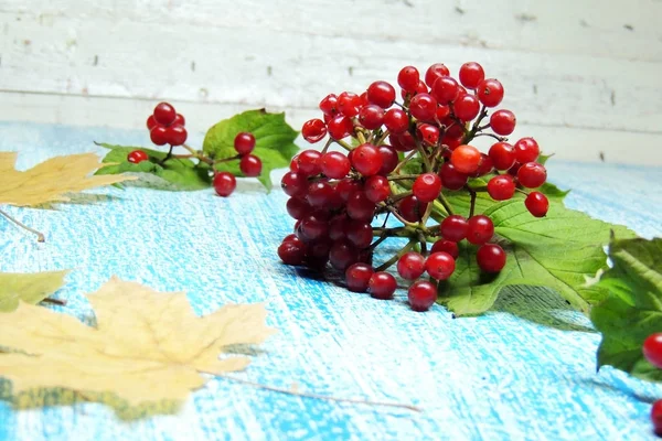 Autumn bunch of viburnum with yellow leaves — Stock Photo, Image