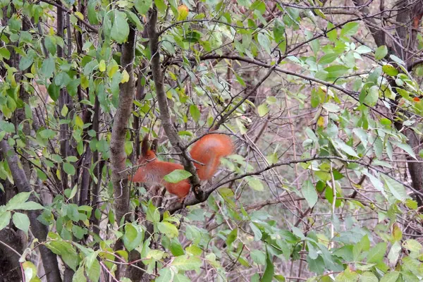 Eichhörnchen auf dem Baum — Stockfoto