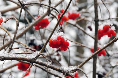 Kışın kar altında dal olgun kartopu