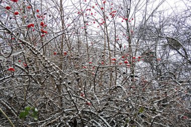 Kışın kar altında dal olgun kartopu