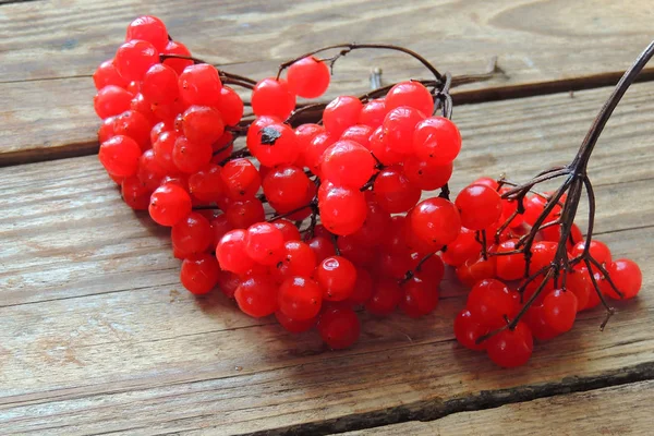 Viburnum rojo maduro, kalina en otoño sobre fondo de madera — Foto de Stock