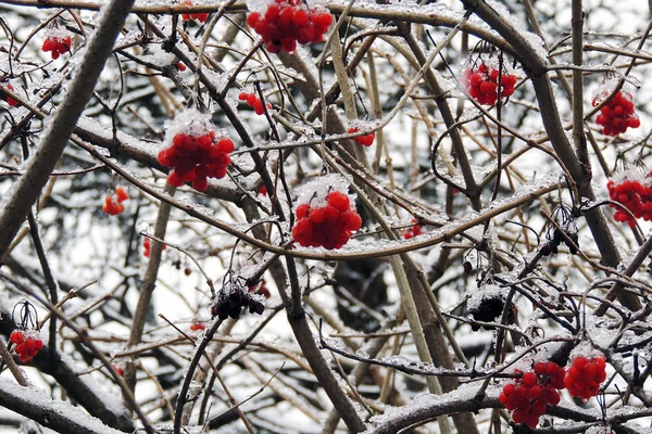 Viburno maturo su un ramo sotto la neve in inverno — Foto Stock