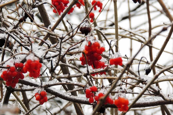 Viburno maturo su un ramo sotto la neve in inverno — Foto Stock