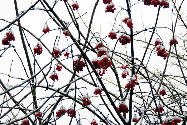 Moget viburnum på en gren under snön i vinter — Stockfoto