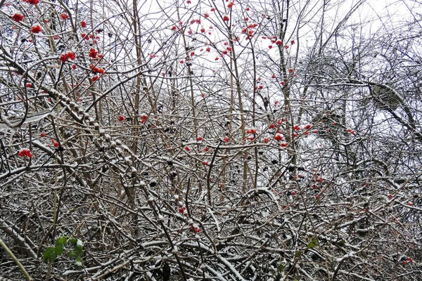Viorne mûr sur une branche sous la neige en hiver — Photo