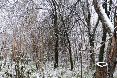 Karla kaplı ormanlar ve alanları