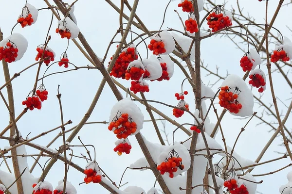 Viburno maturo su un ramo sotto la neve in inverno — Foto Stock