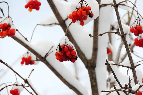 Érett viburnum egy ágon, télen a hó alatt — Stock Fotó