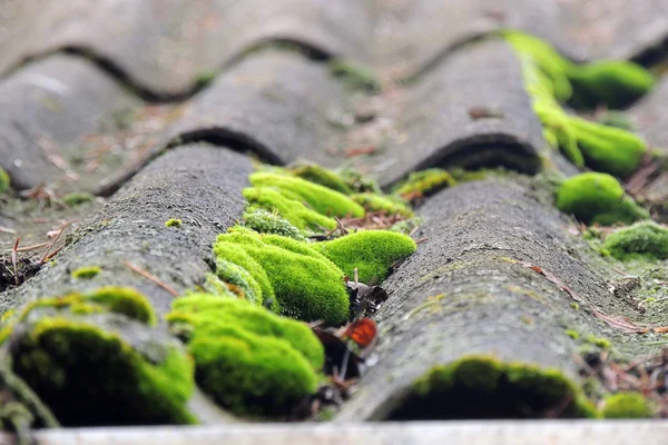 Güzel moss ve liken taş kaplı.