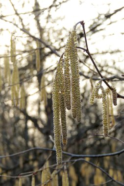 Ağaçlardaki ilk yapraklar