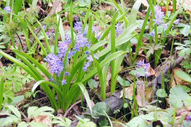 İlk bahar çiçekleri
