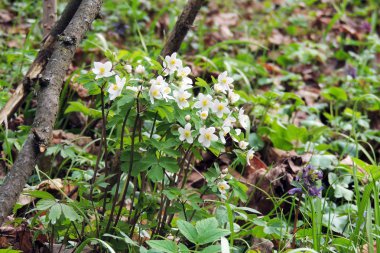 İlk bahar çiçekleri
