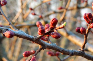 İlk çiçekli ağaçlar