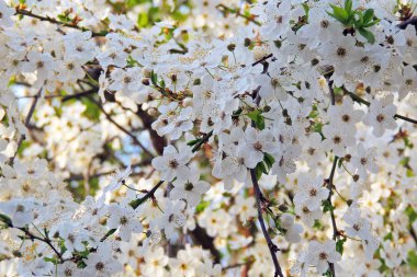 İlk çiçekli ağaçlar