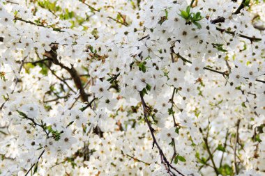 İlk çiçekli ağaçlar