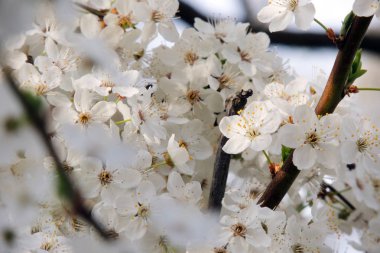 İlk çiçekli ağaçlar