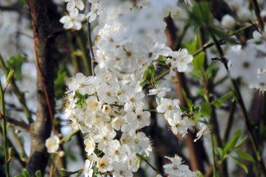 İlk çiçekli ağaçlar